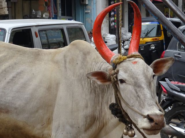 Mysore